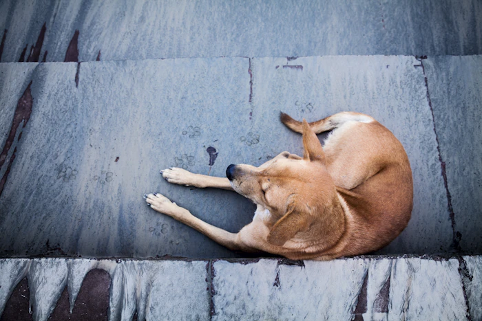 Pet Friendly Stays
