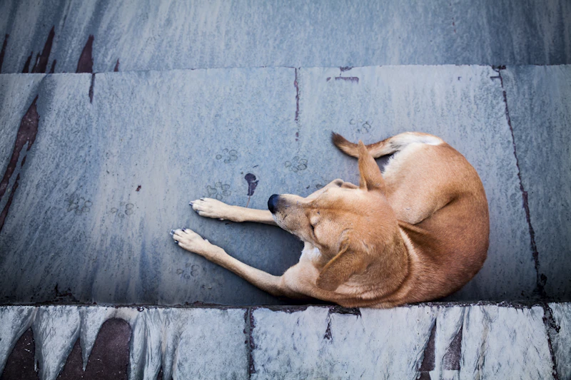 Best Pet-Friendly Hotels and Stays in Petra for Travelers With Furry Companions