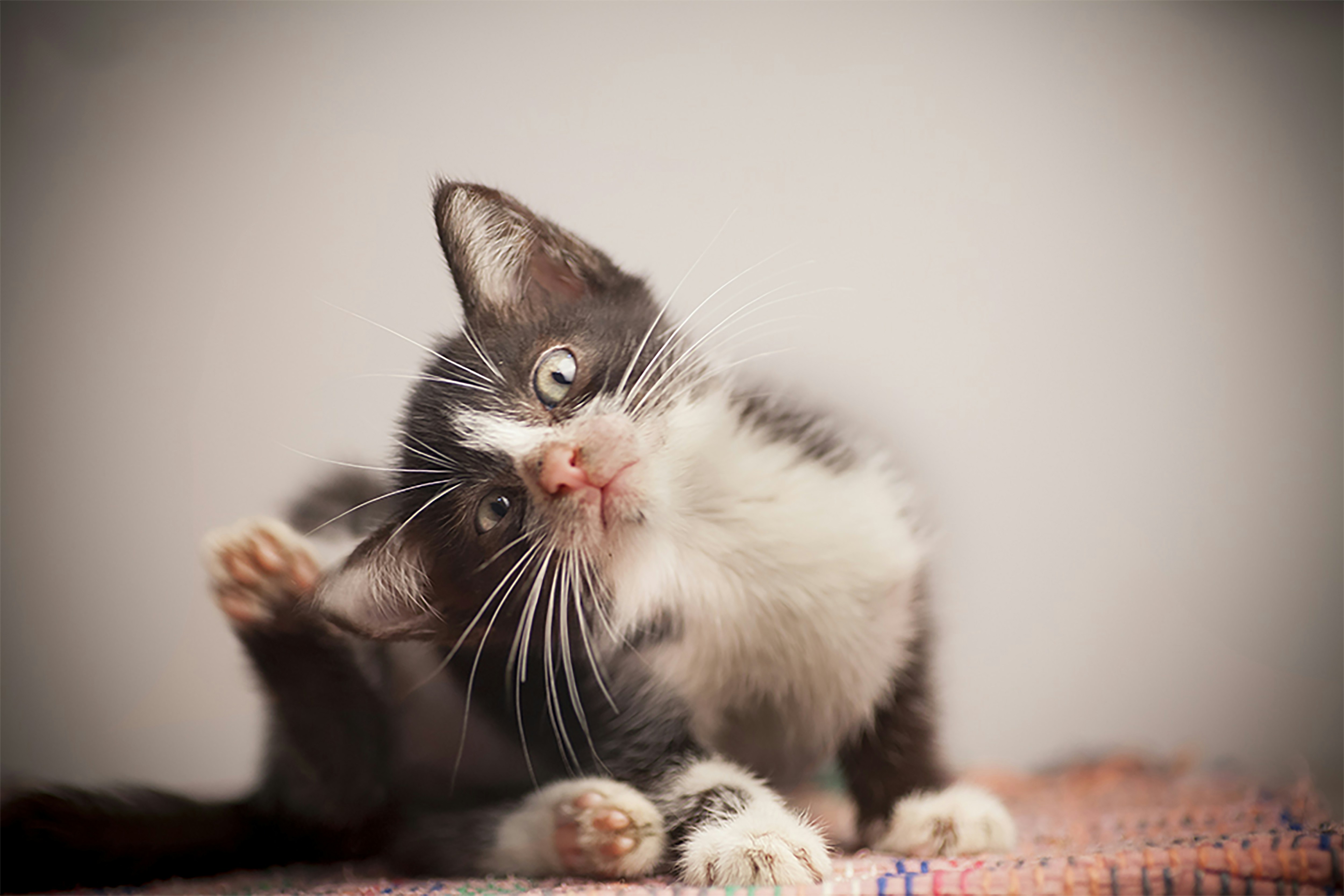 Photo by rajat_sarki