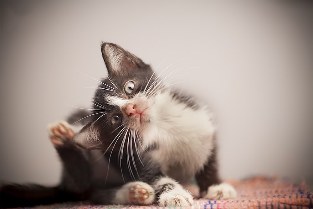 black and white kitten on brown textile