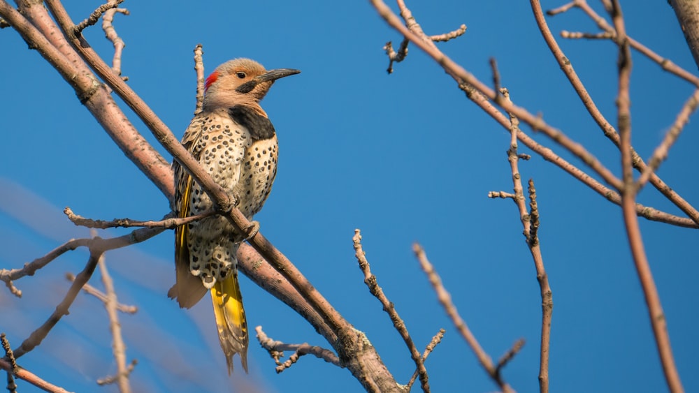 brown and white bird on brown tree branch during daytime