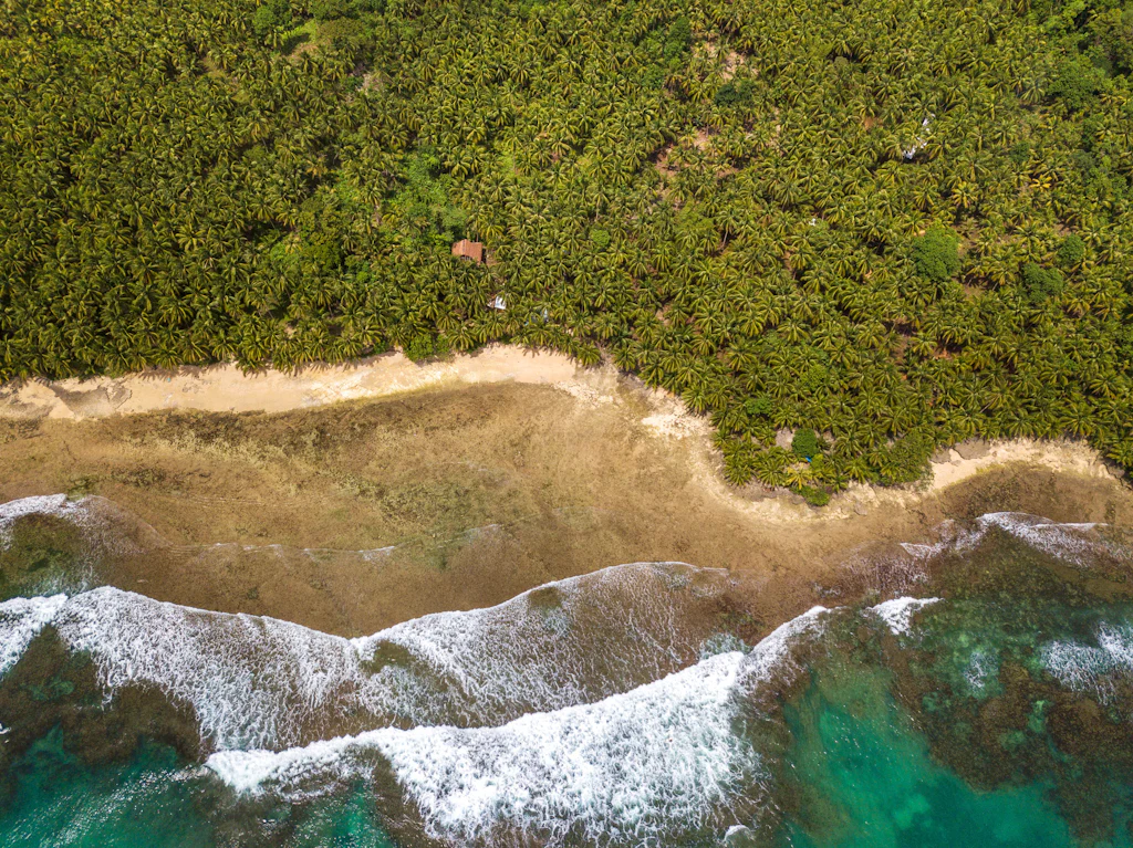 Aerial view of breaking waves and dense coconut forest along Siargao's coast