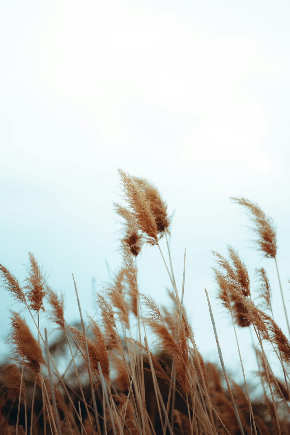 brown wheat field during daytime