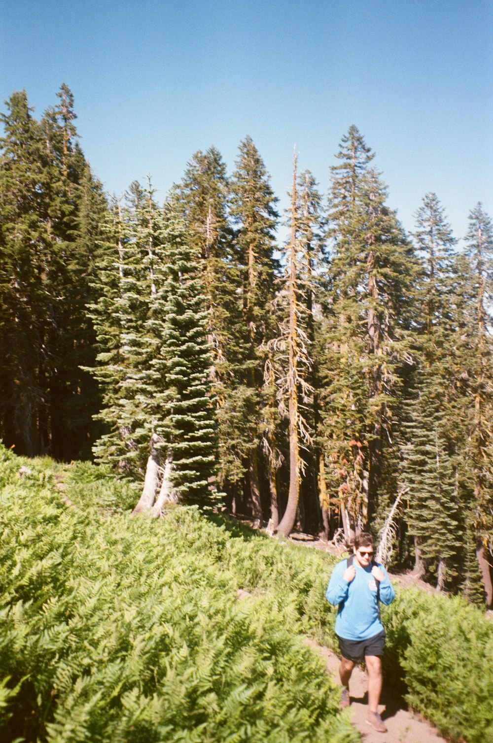 woman in blue jacket sitting on green grass field surrounded by green trees during daytime