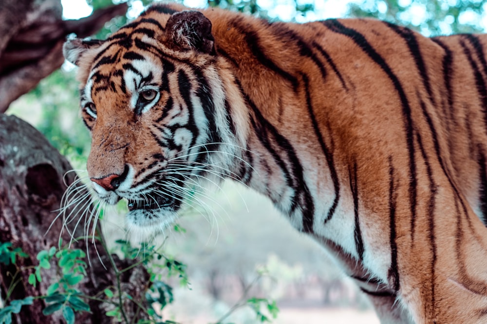 brown and black tiger on brown ground