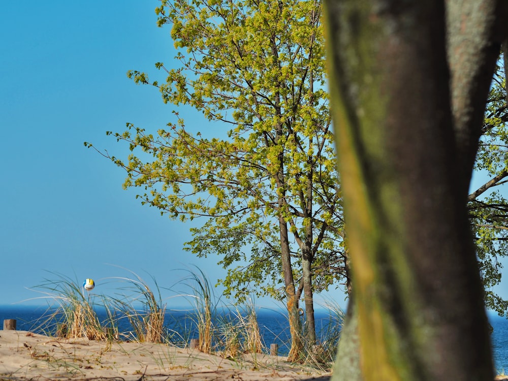 green tree on brown sand during daytime