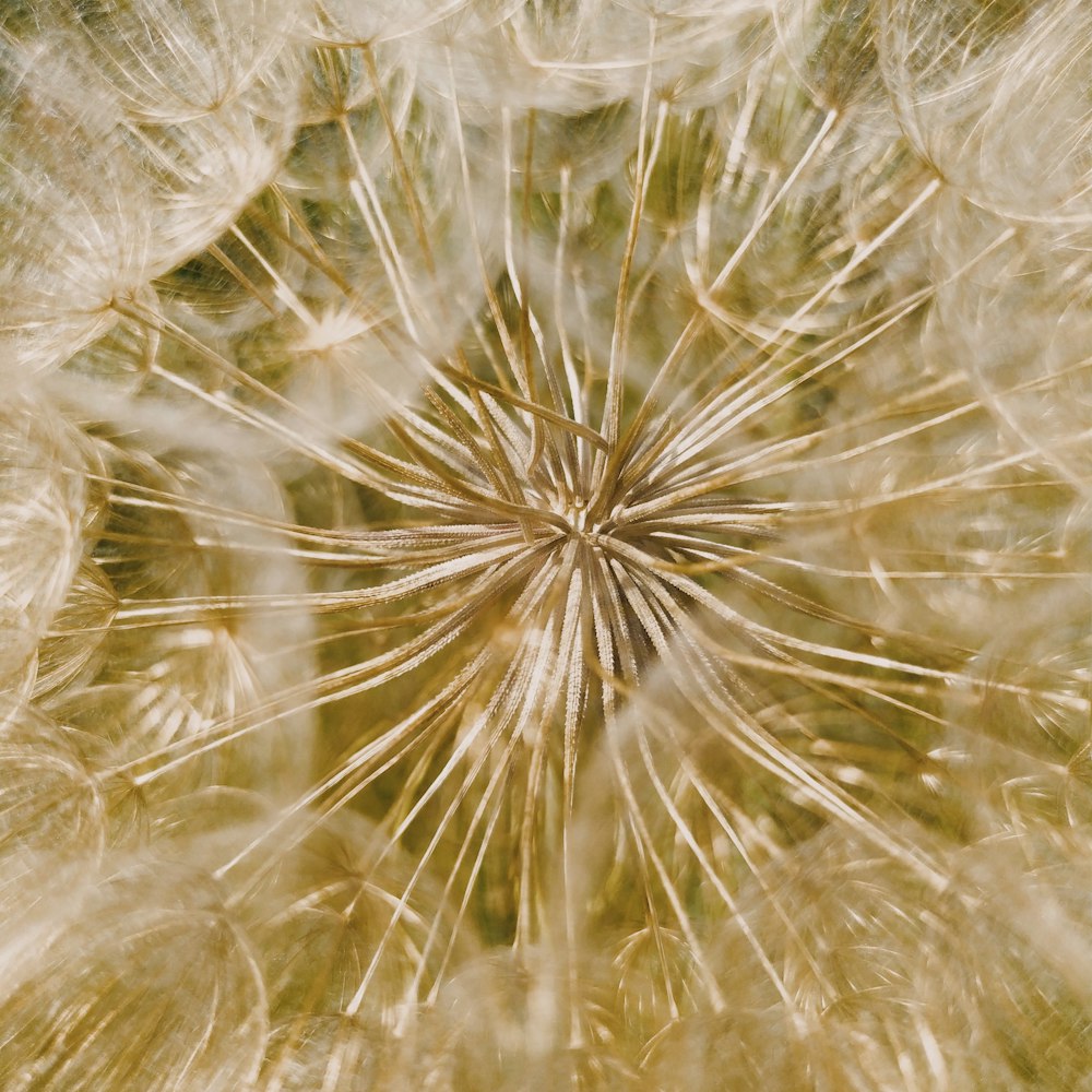 white and yellow fur textile