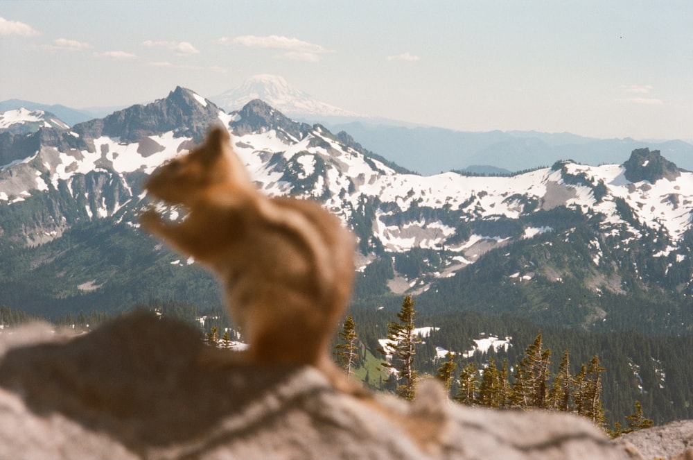 brown dog on gray rock