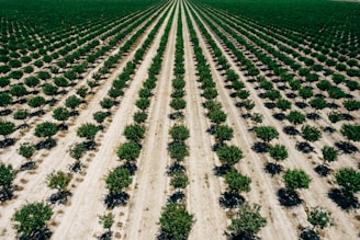 green and brown field during daytime