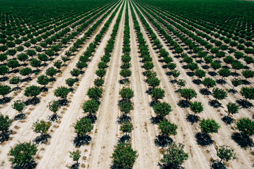 green and brown field during daytime