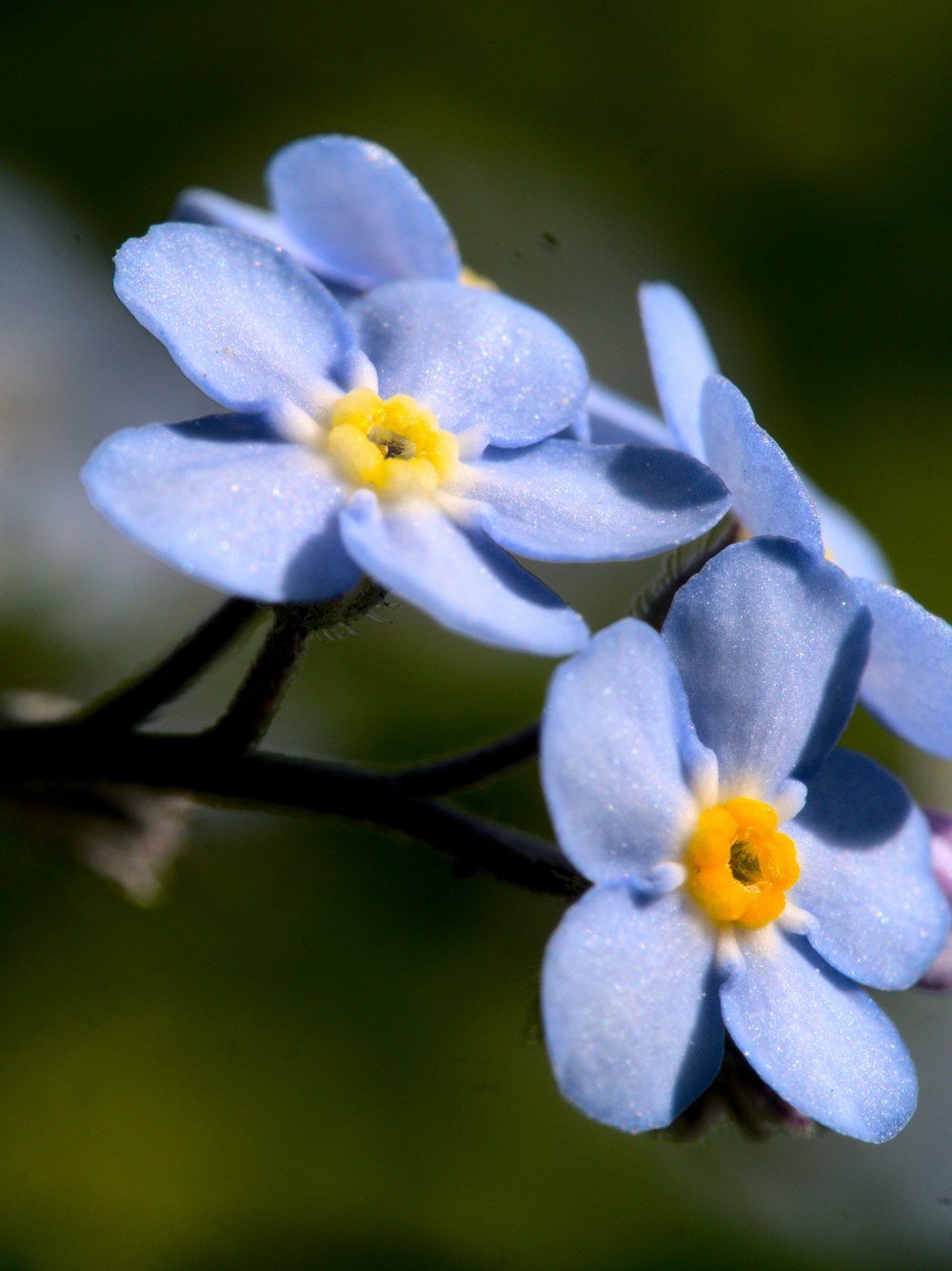 チルトシフトレンズの紫と黄色の花