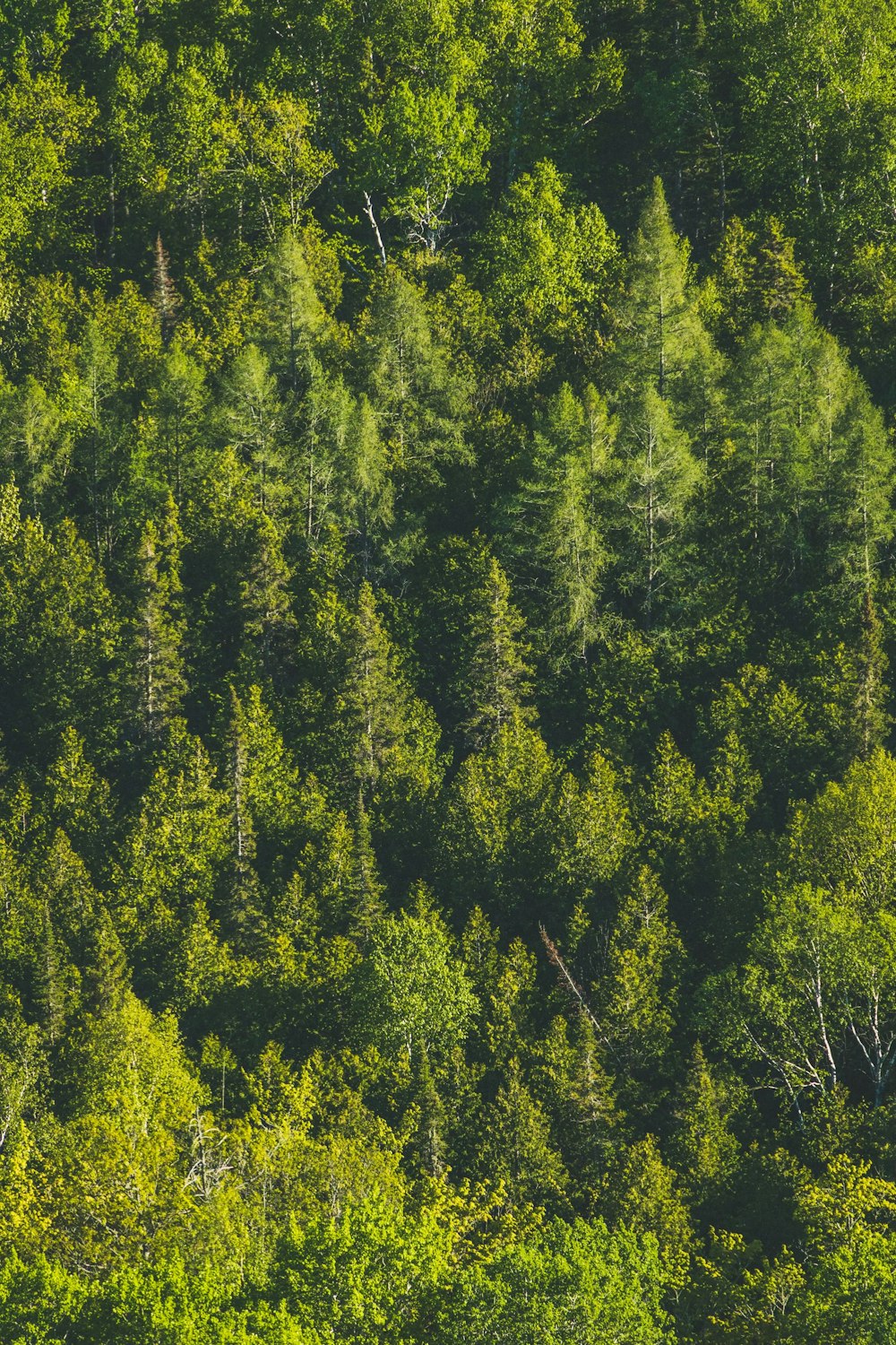 green and yellow trees during daytime