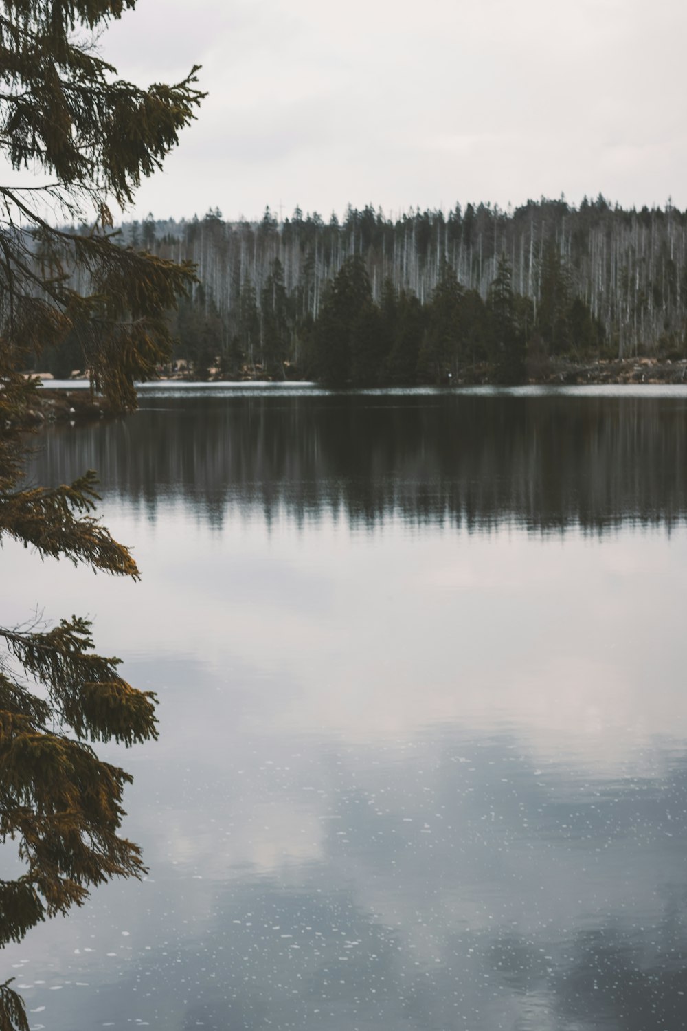 green trees beside body of water during daytime