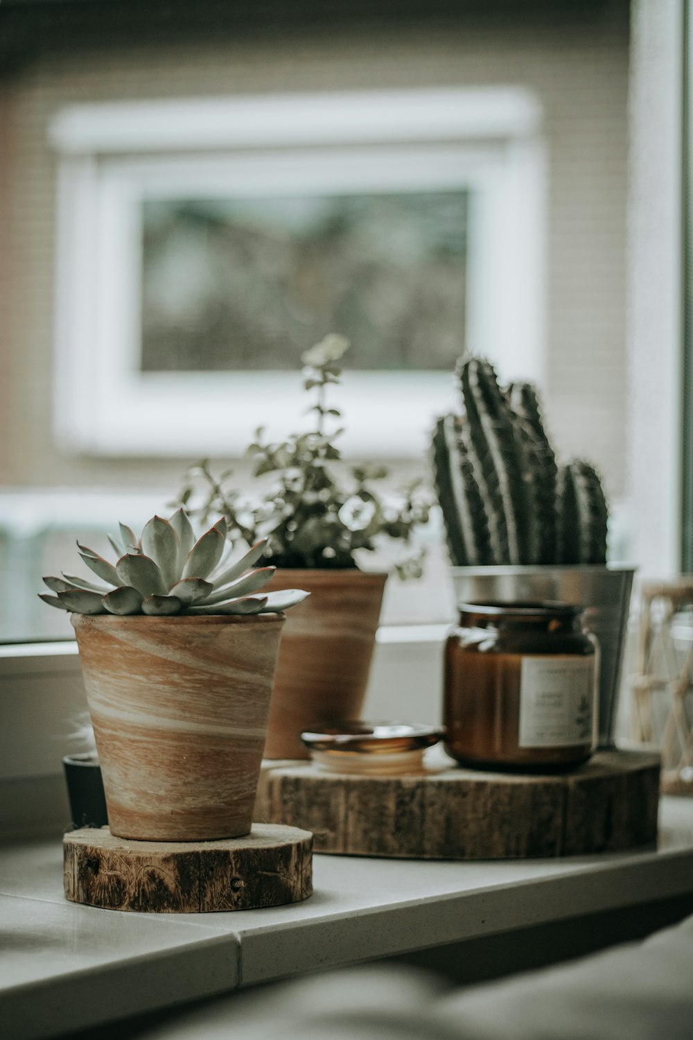 green cactus in brown clay pot