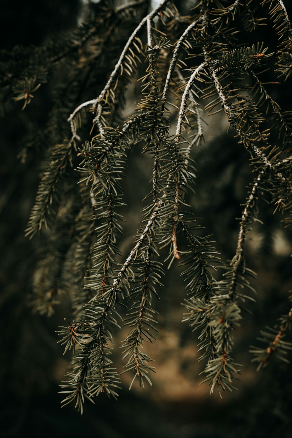 green pine tree with snow