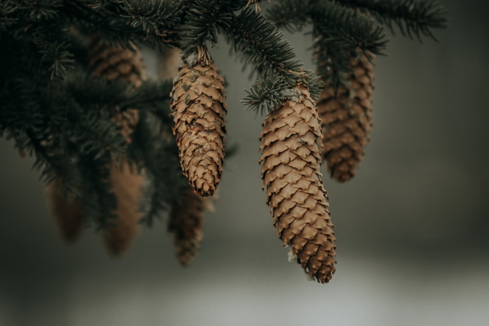 brown pine cone in close up photography