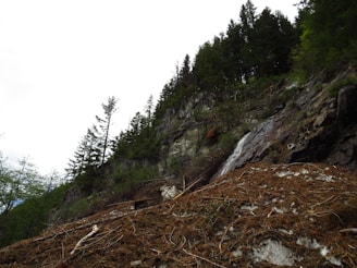 A hillside with dense greenery and a mix of tall evergreen trees is intersected by rock formations. There is a landslide area with scattered branches and dirt covering part of the slope. The sky is overcast, suggesting the presence of clouds.