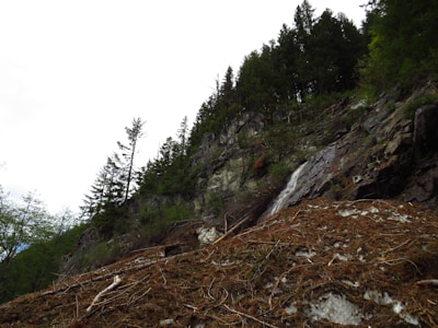 A hillside with dense greenery and a mix of tall evergreen trees is intersected by rock formations. There is a landslide area with scattered branches and dirt covering part of the slope. The sky is overcast, suggesting the presence of clouds.