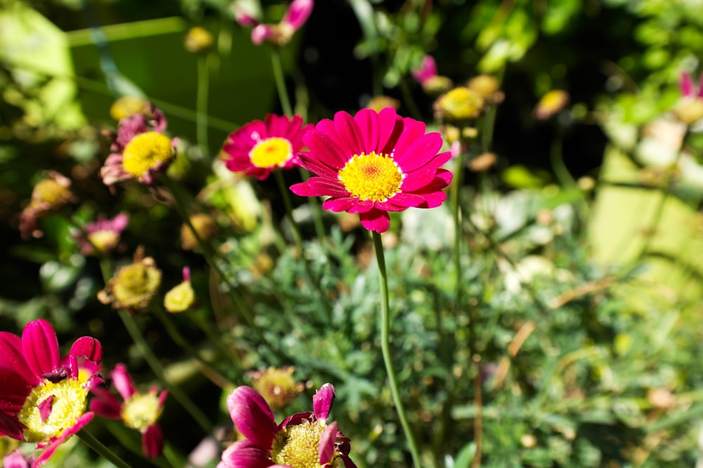 pink and yellow flower in tilt shift lens