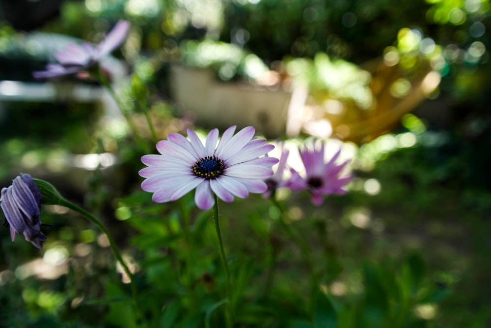 purple flower in tilt shift lens