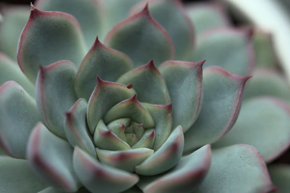 pink and green succulent plant