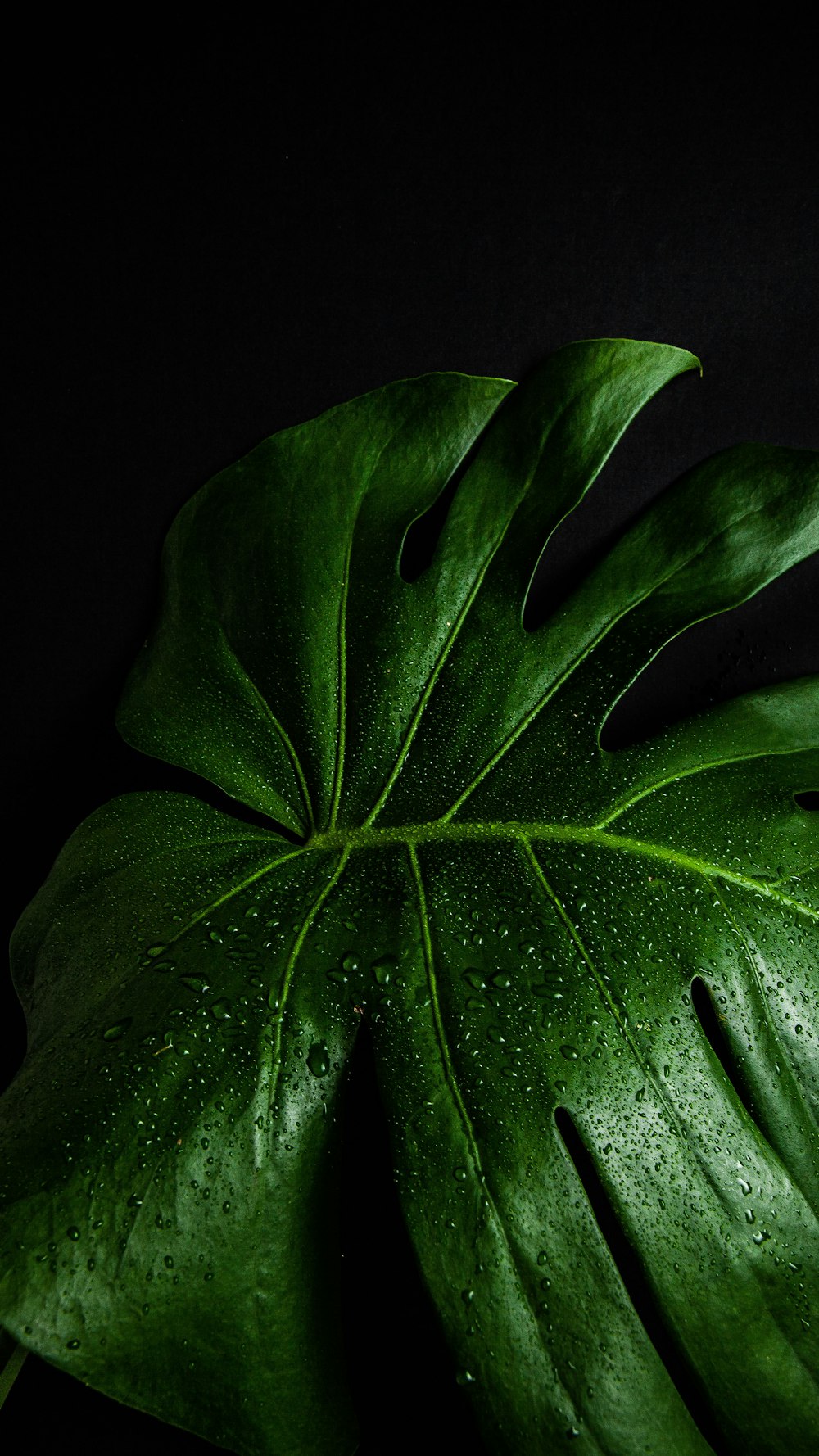 green leaf with water droplets