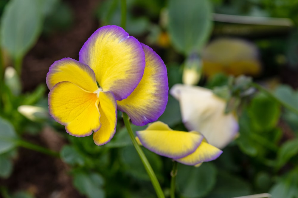 purple and yellow moth orchid in bloom during daytime