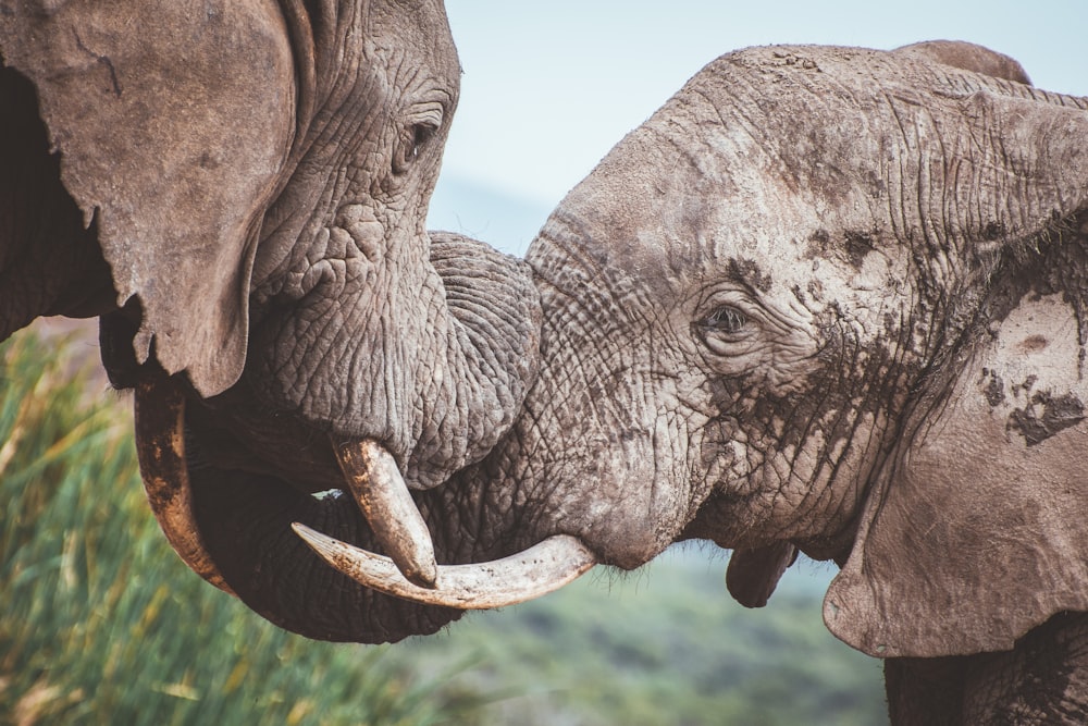 grey elephant in close up photography during daytime