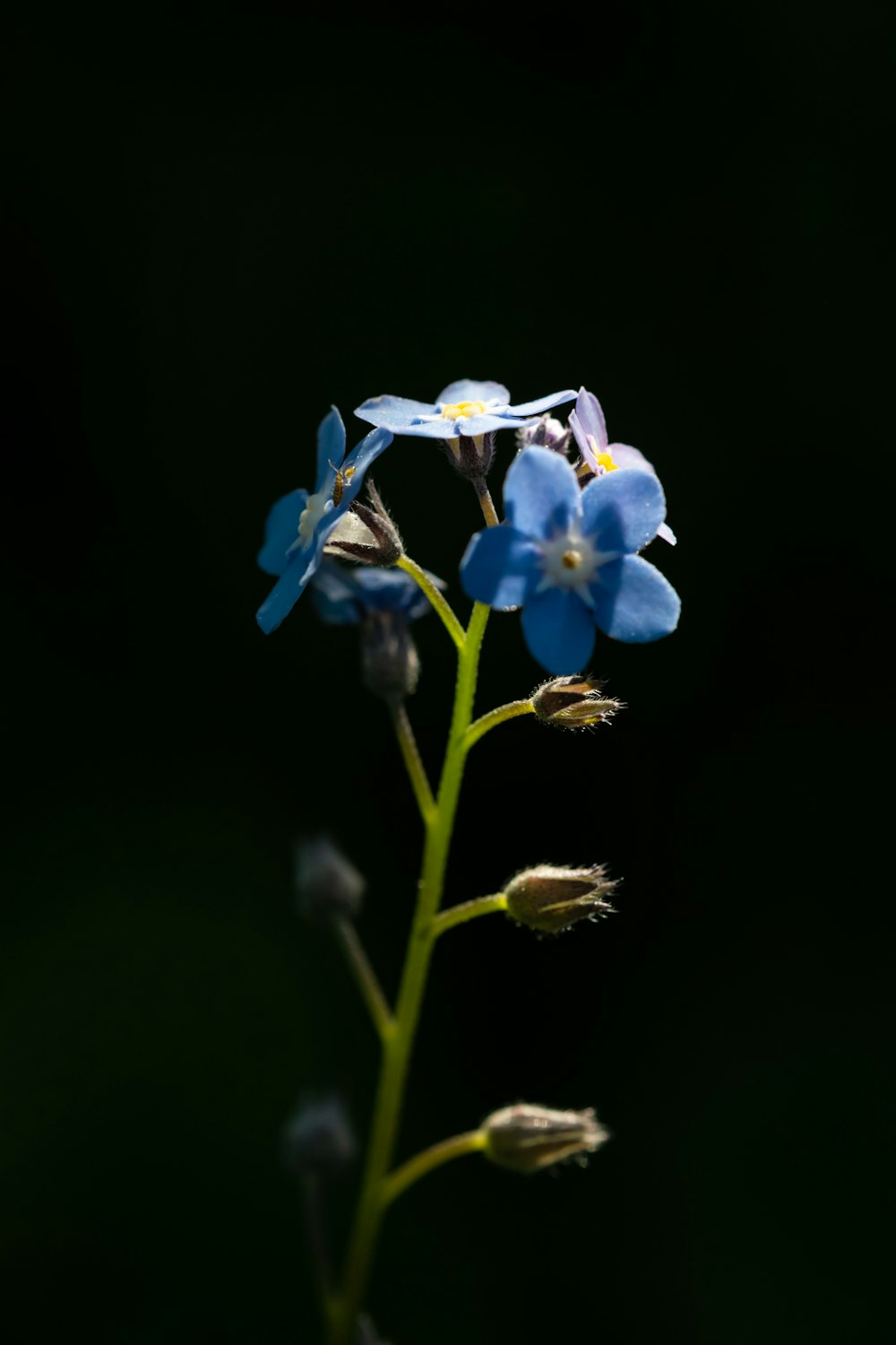 blue and white flowers in tilt shift lens