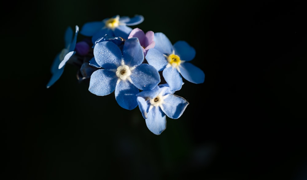 파란색과 흰색 꽃 클로즈업 사진