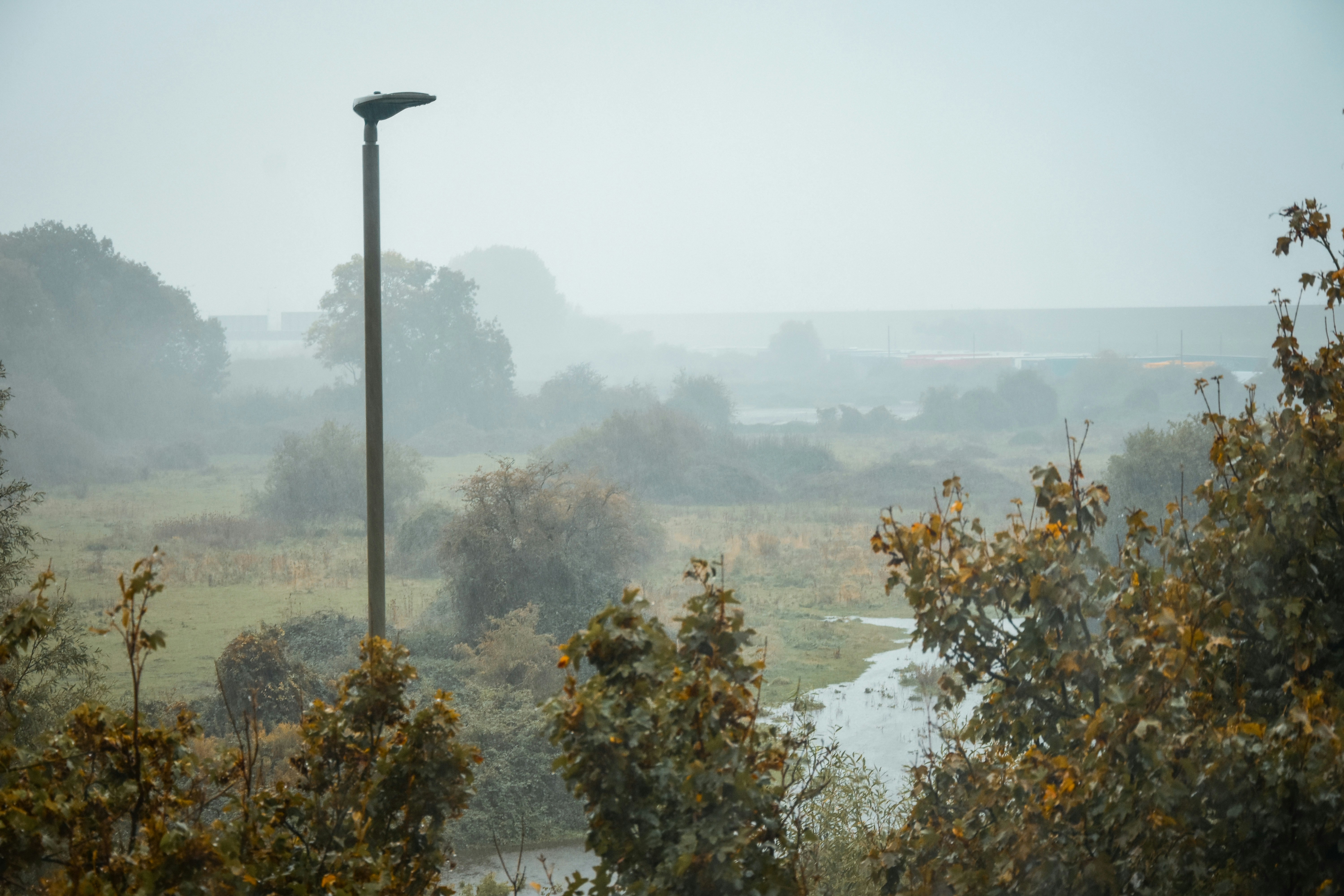 Árboles verdes y plantas cerca del cuerpo de agua durante el día