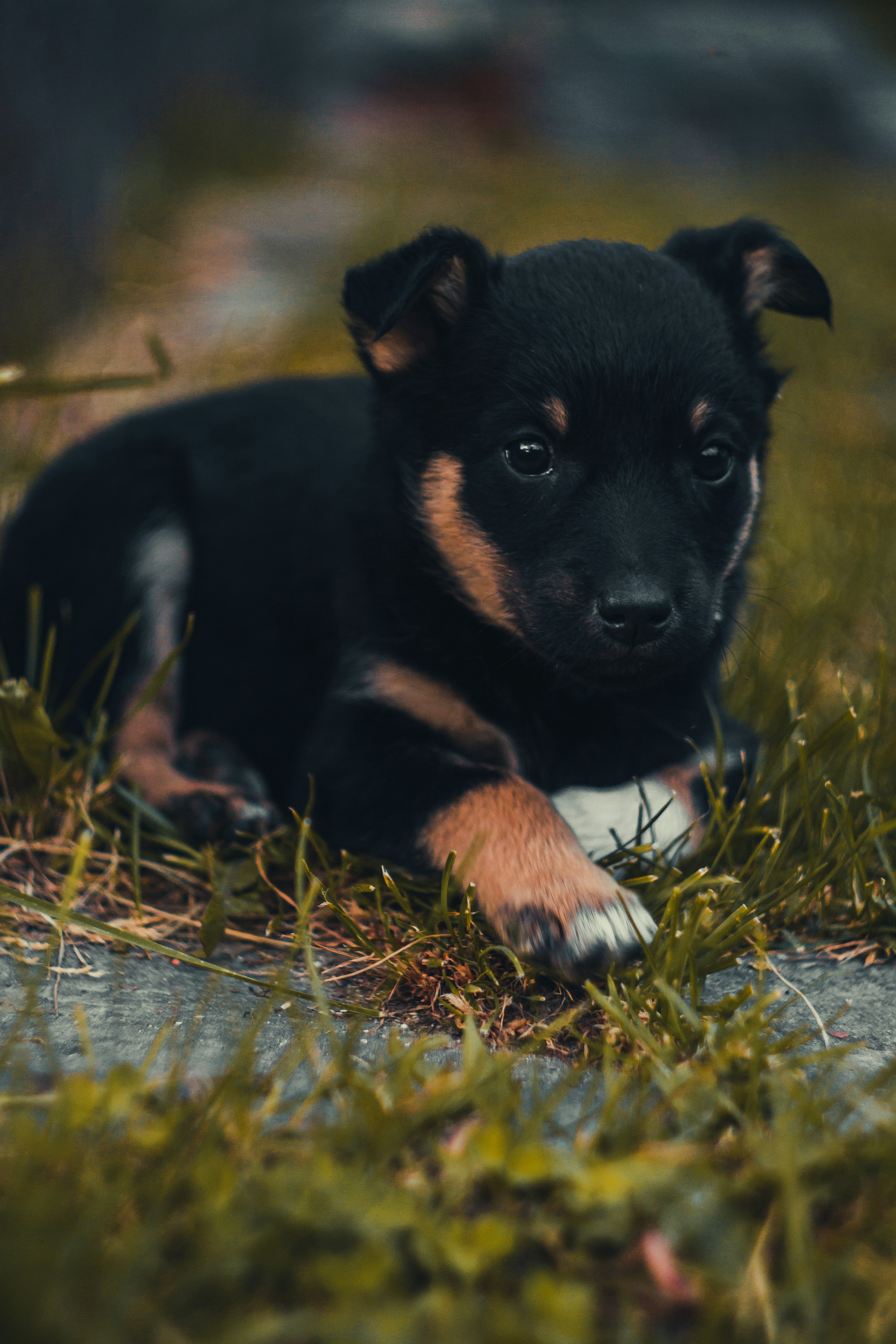 Photo by samoyedness