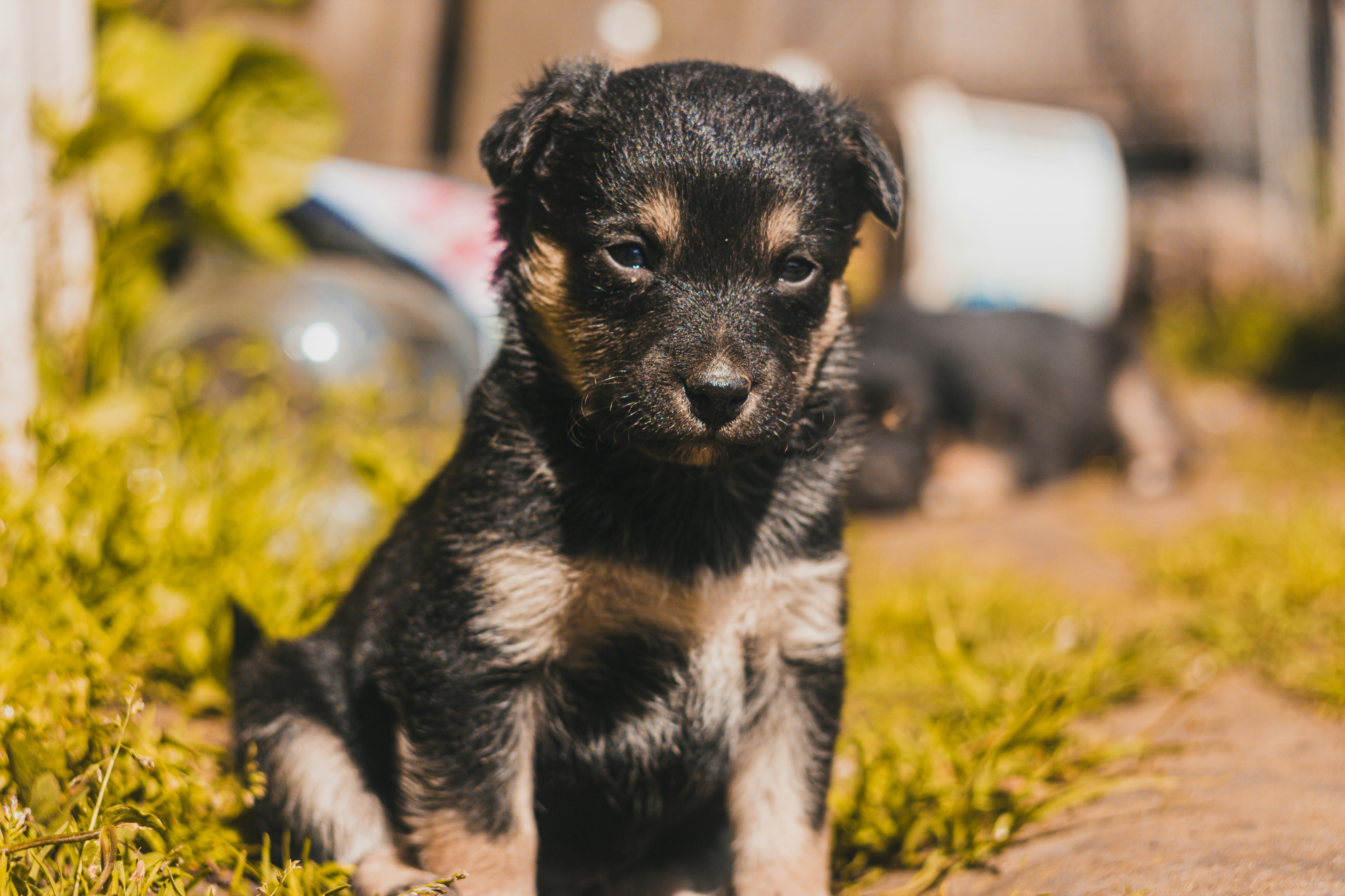 Photo by samoyedness