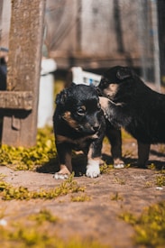 Two young puppies playfully roam around outside on a paved surface with some scattered grass. Their fur is predominantly black with tan and white markings. The background is blurred, featuring a rustic, wooden environment that suggests a natural, outdoor setting.