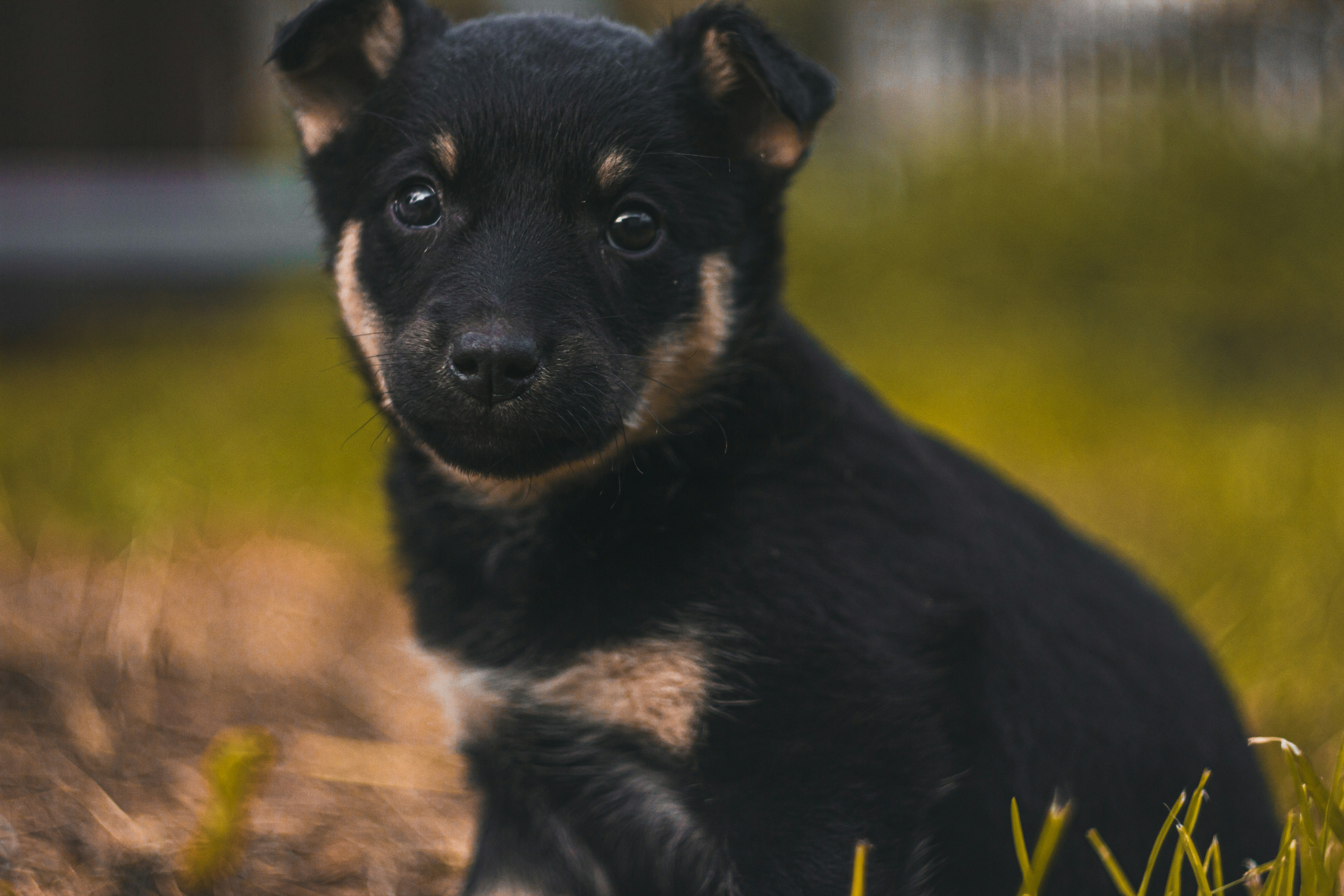 Photo by samoyedness