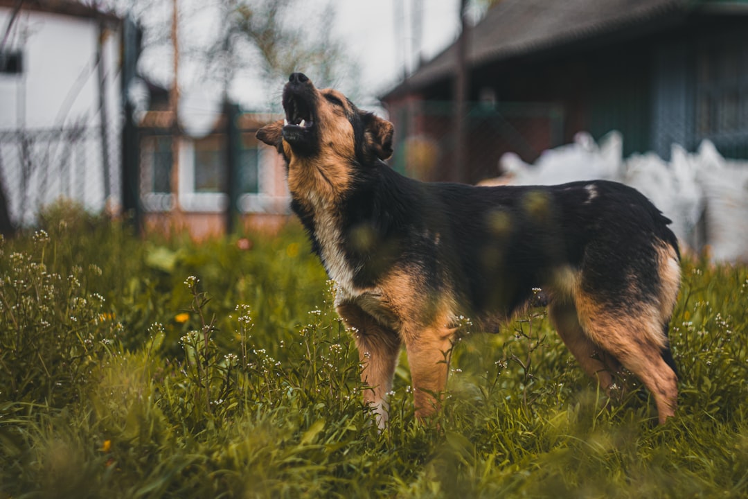 black and tan german shepherd puppy on green grass field during daytime