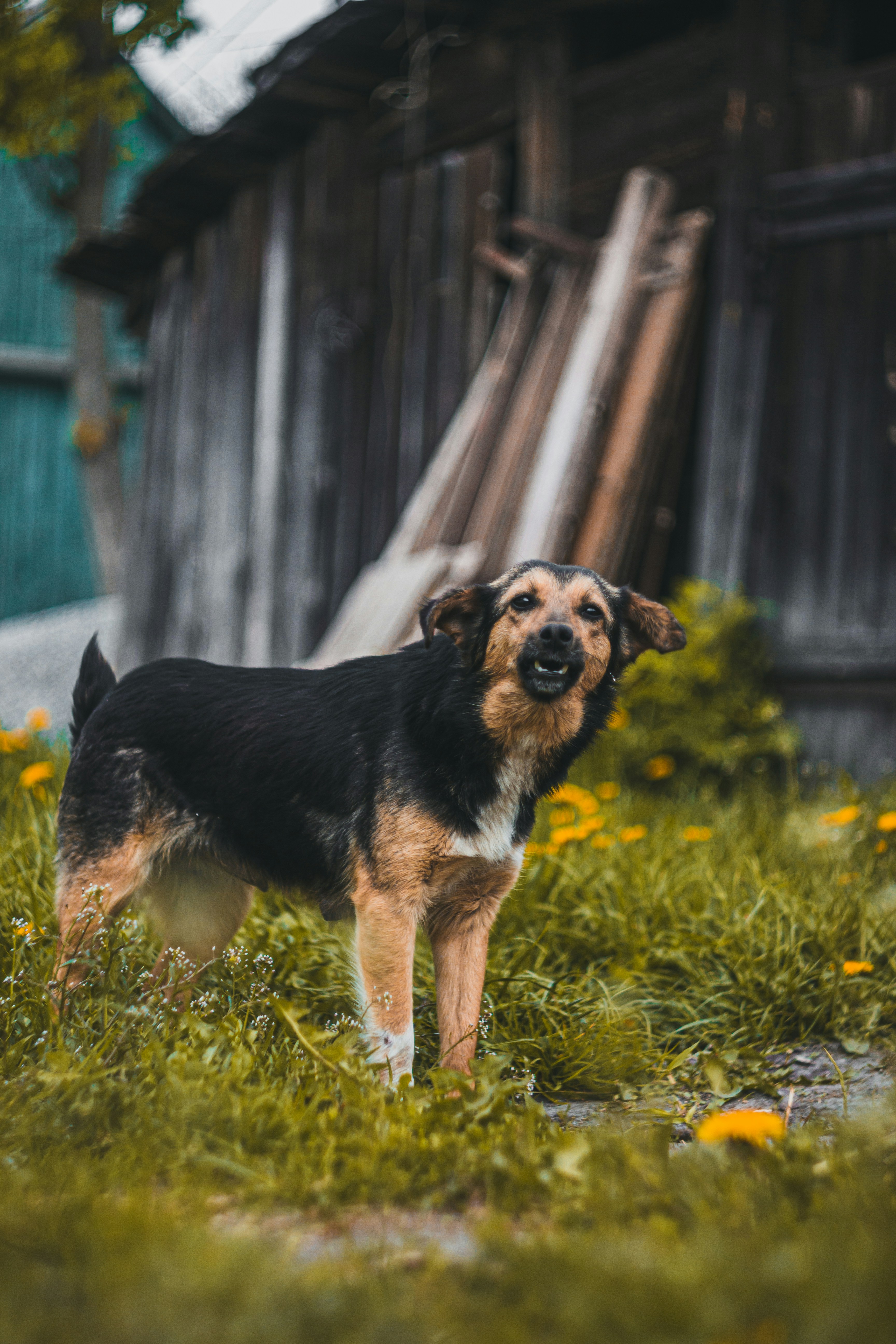 Photo by samoyedness