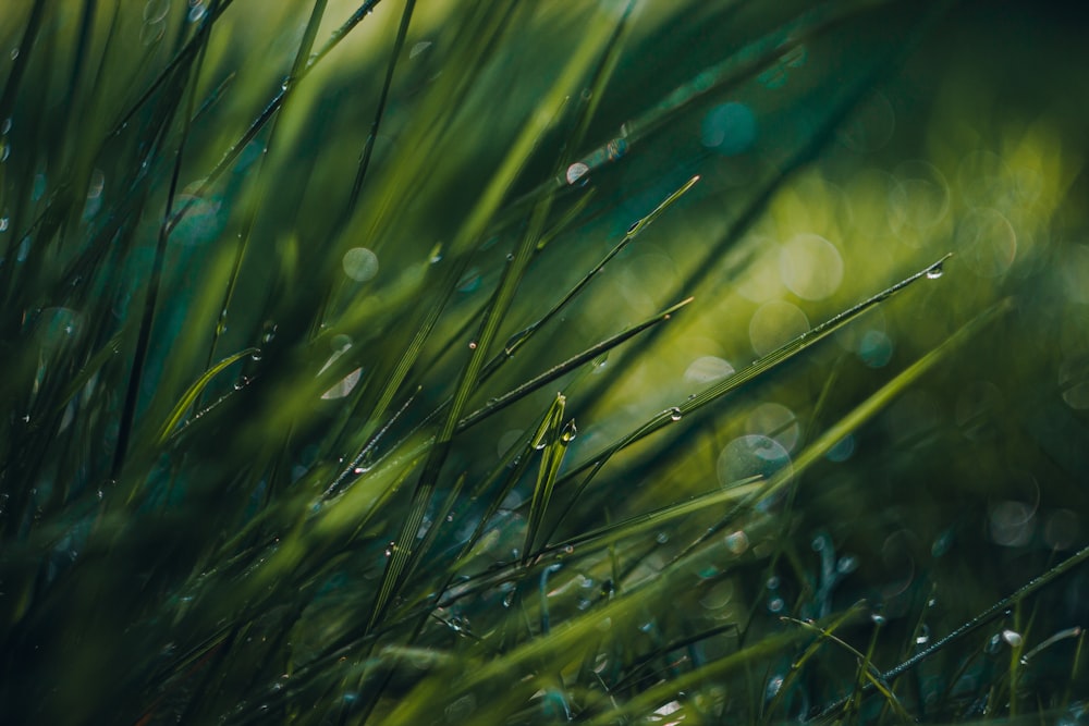 gotas de agua en la hierba verde