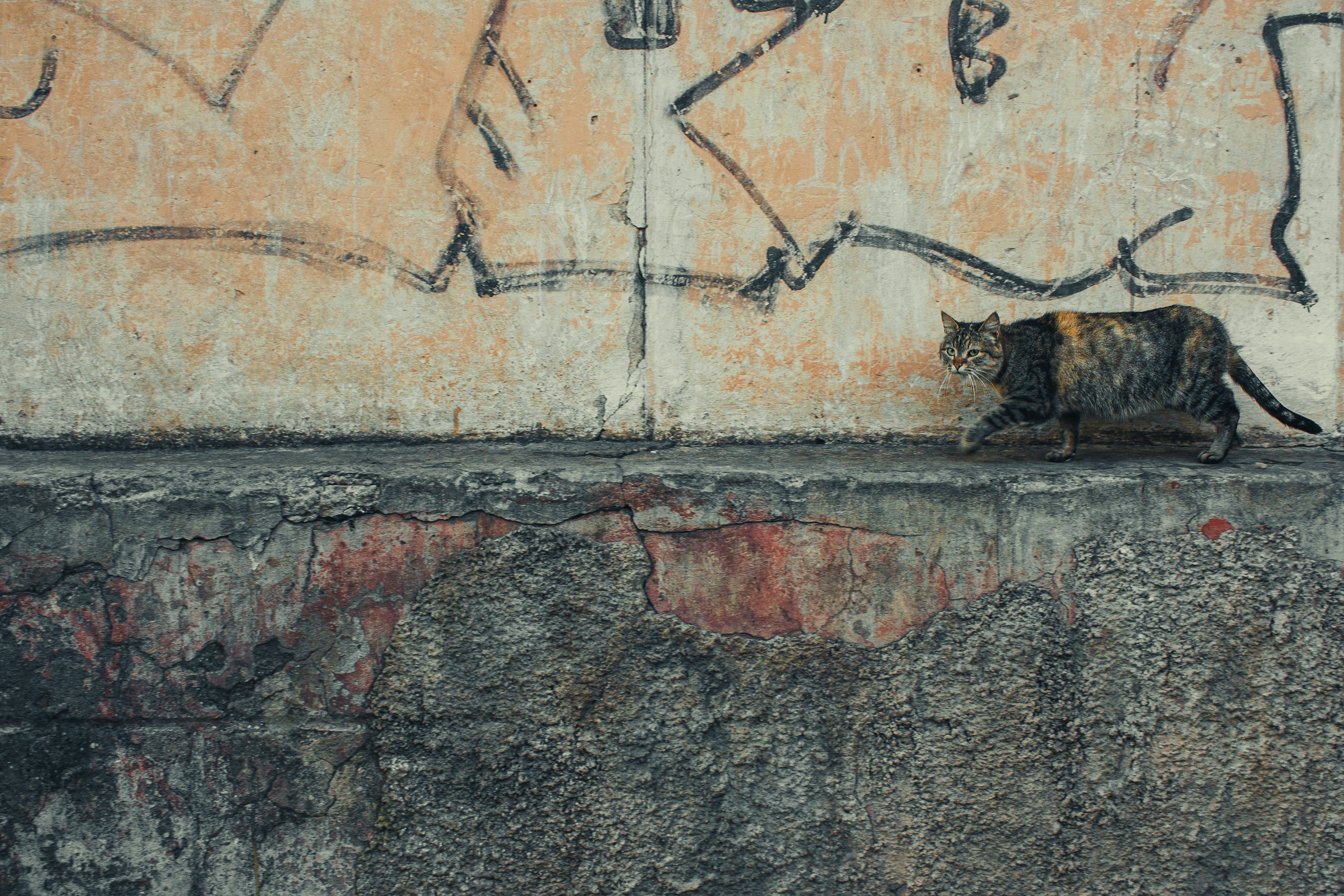 Photo by samoyedness