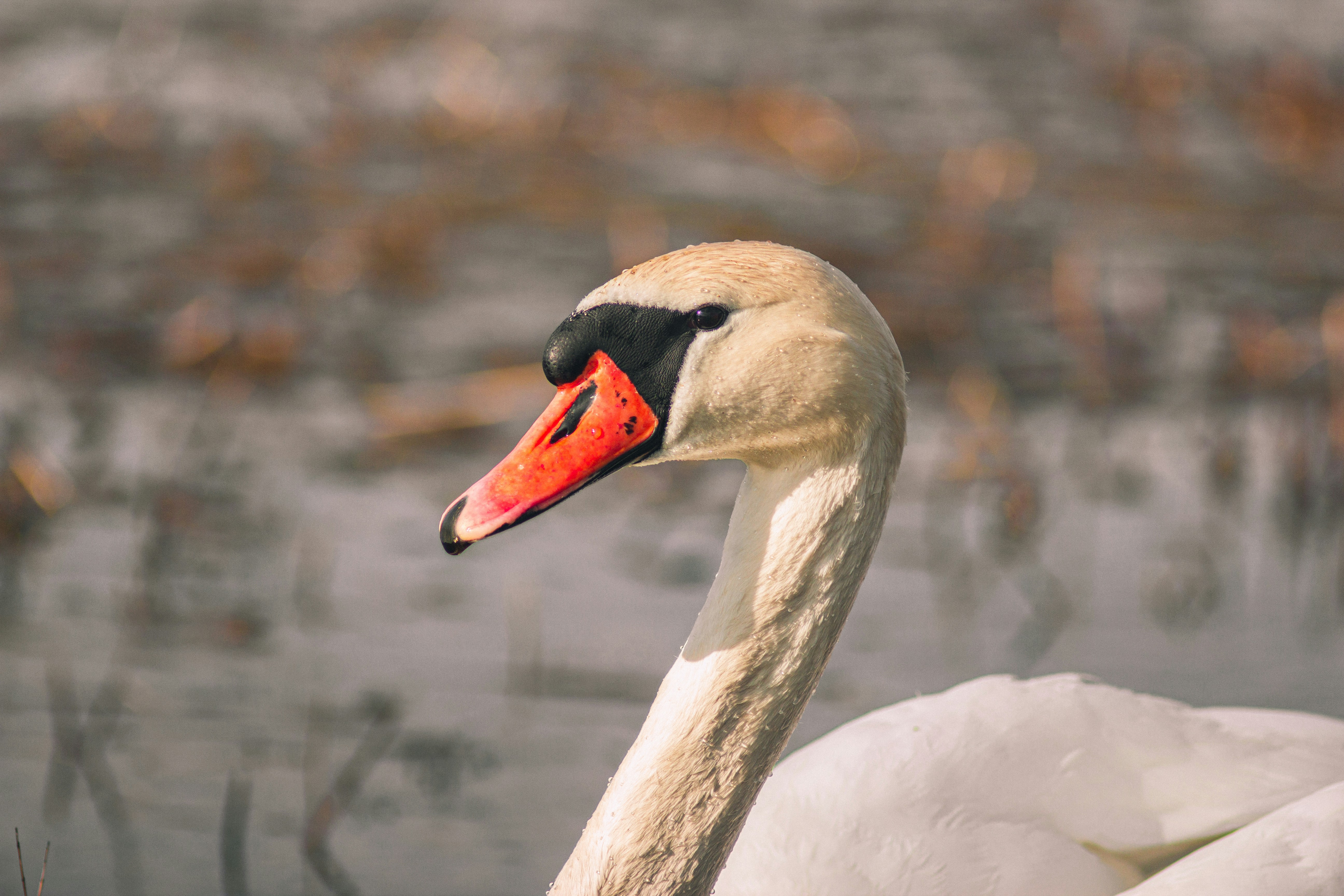 Photo by samoyedness