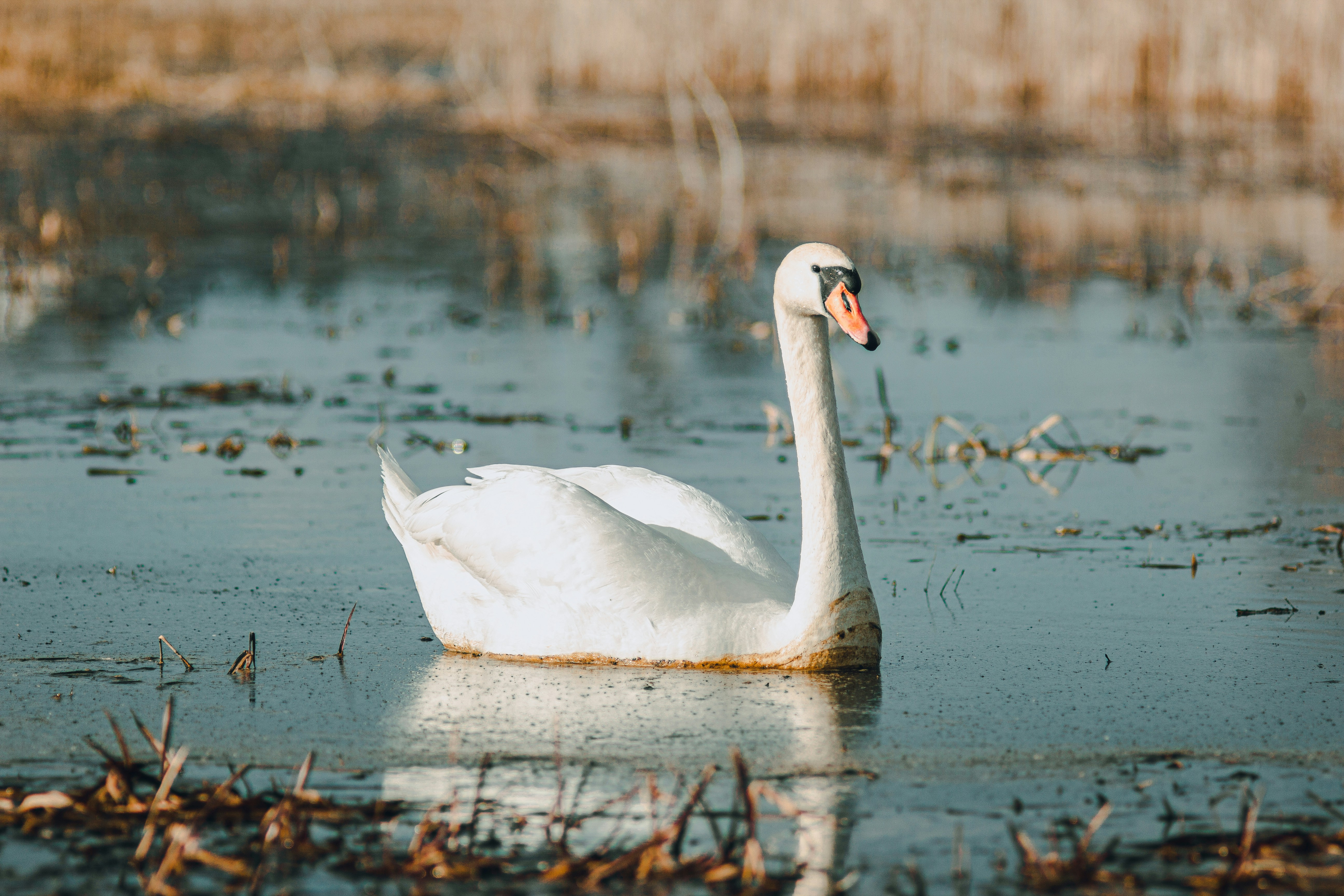 Photo by samoyedness