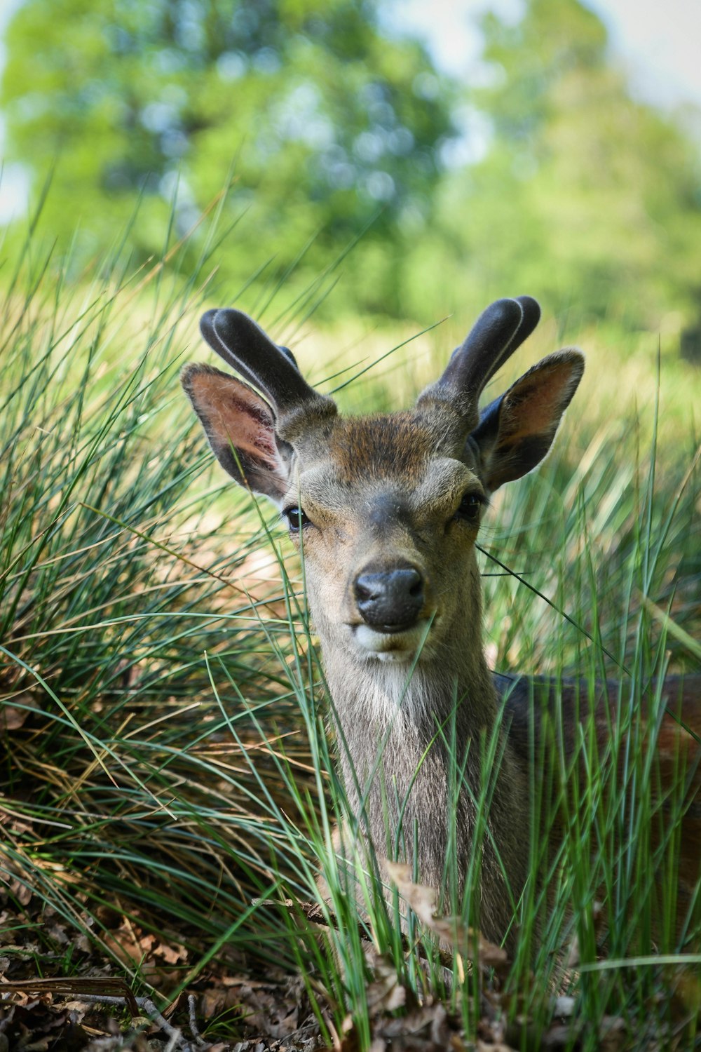 a deer is standing in the tall grass