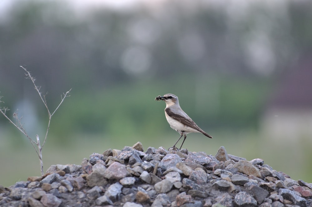 brown and white bird on gray stone during daytime