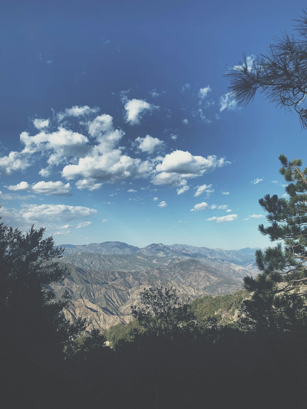 green tree on brown mountain under blue sky during daytime