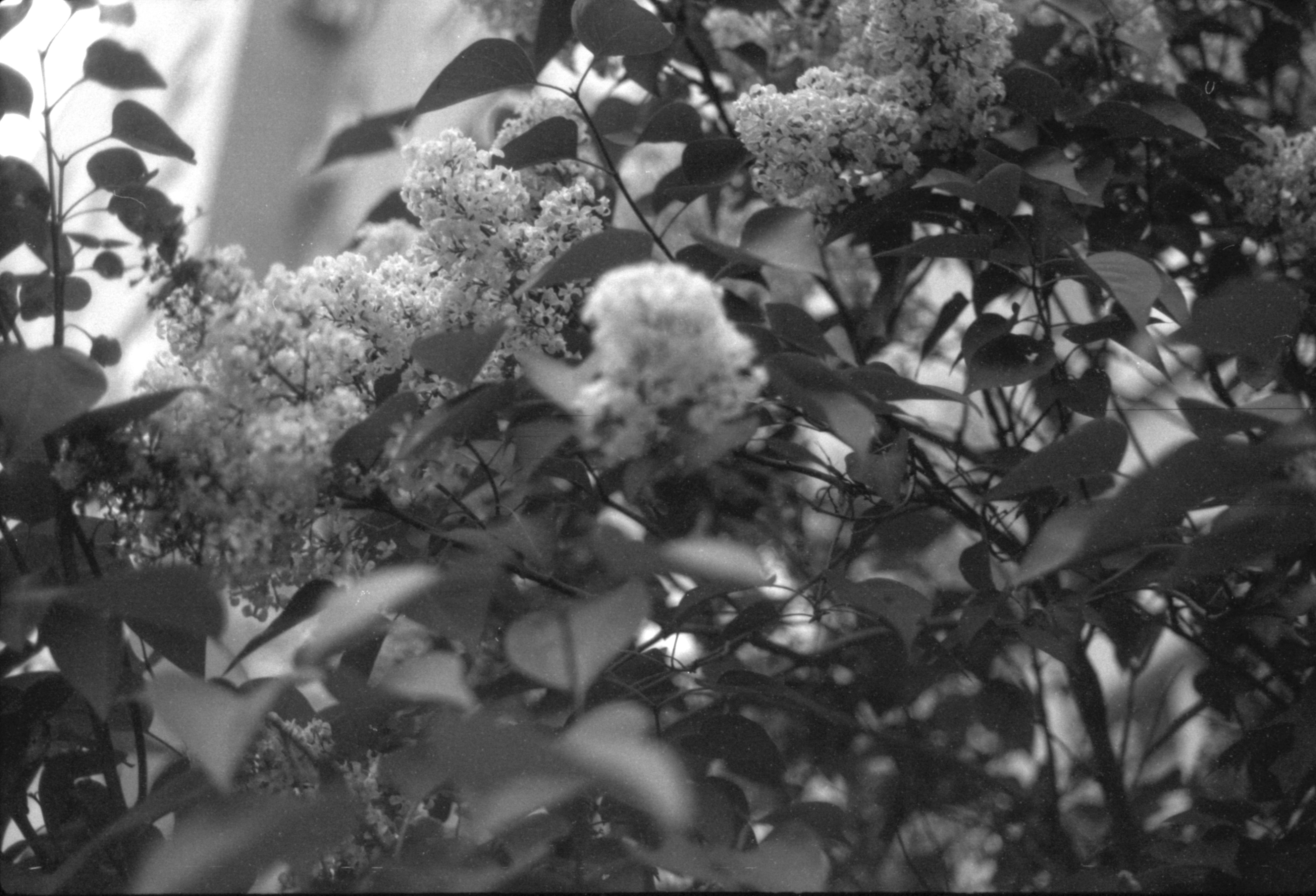 FOMAPAN 200 on ФЭД-5в