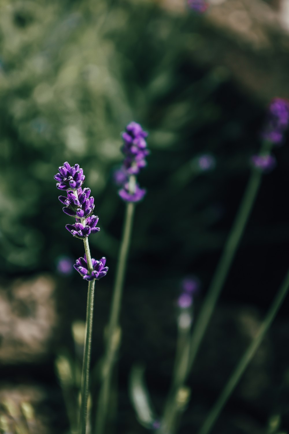 purple flower in tilt shift lens