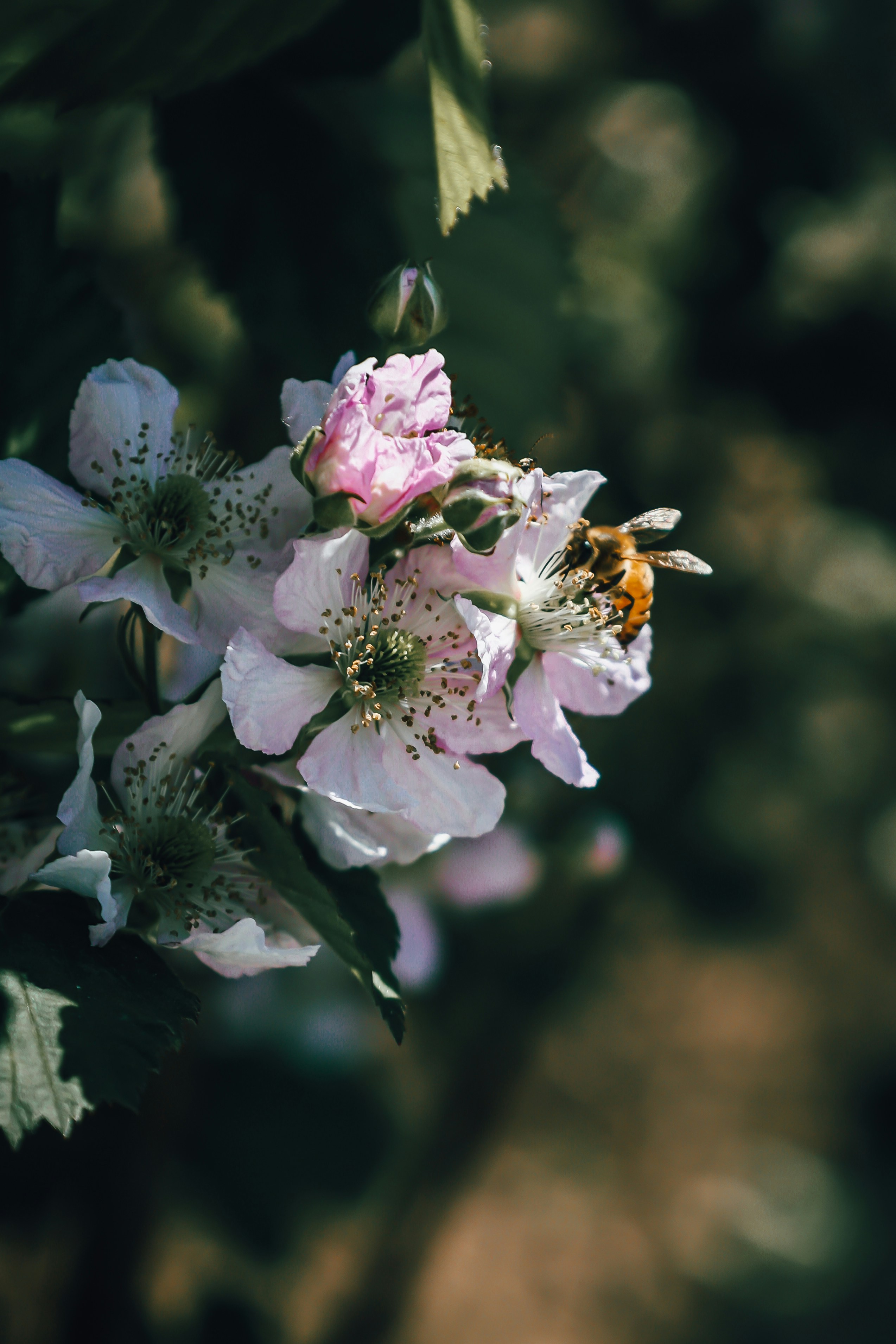 bee on pink and white flower