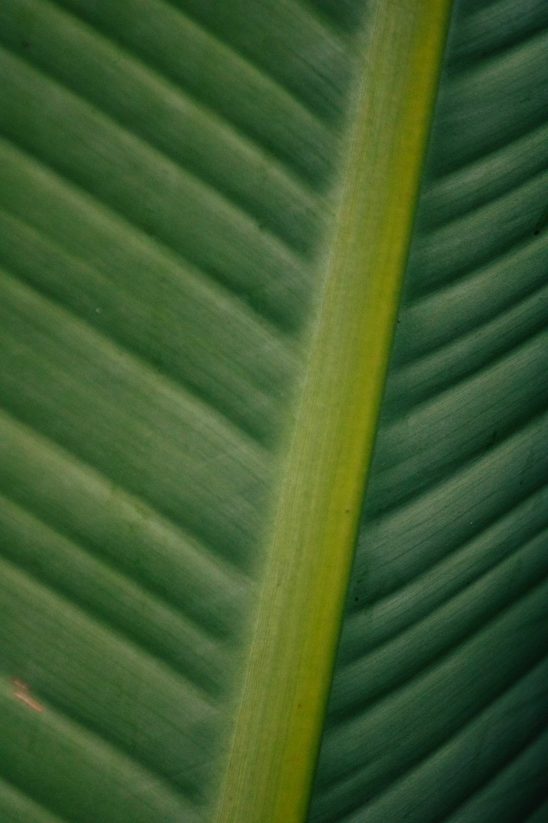green banana leaf in close up photography