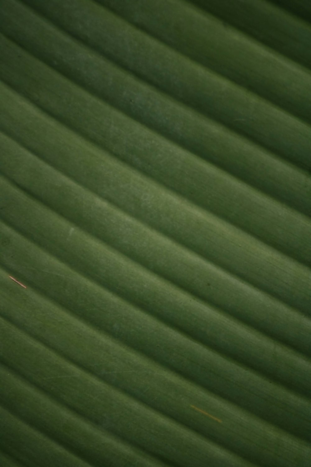 green leaf in close up photography