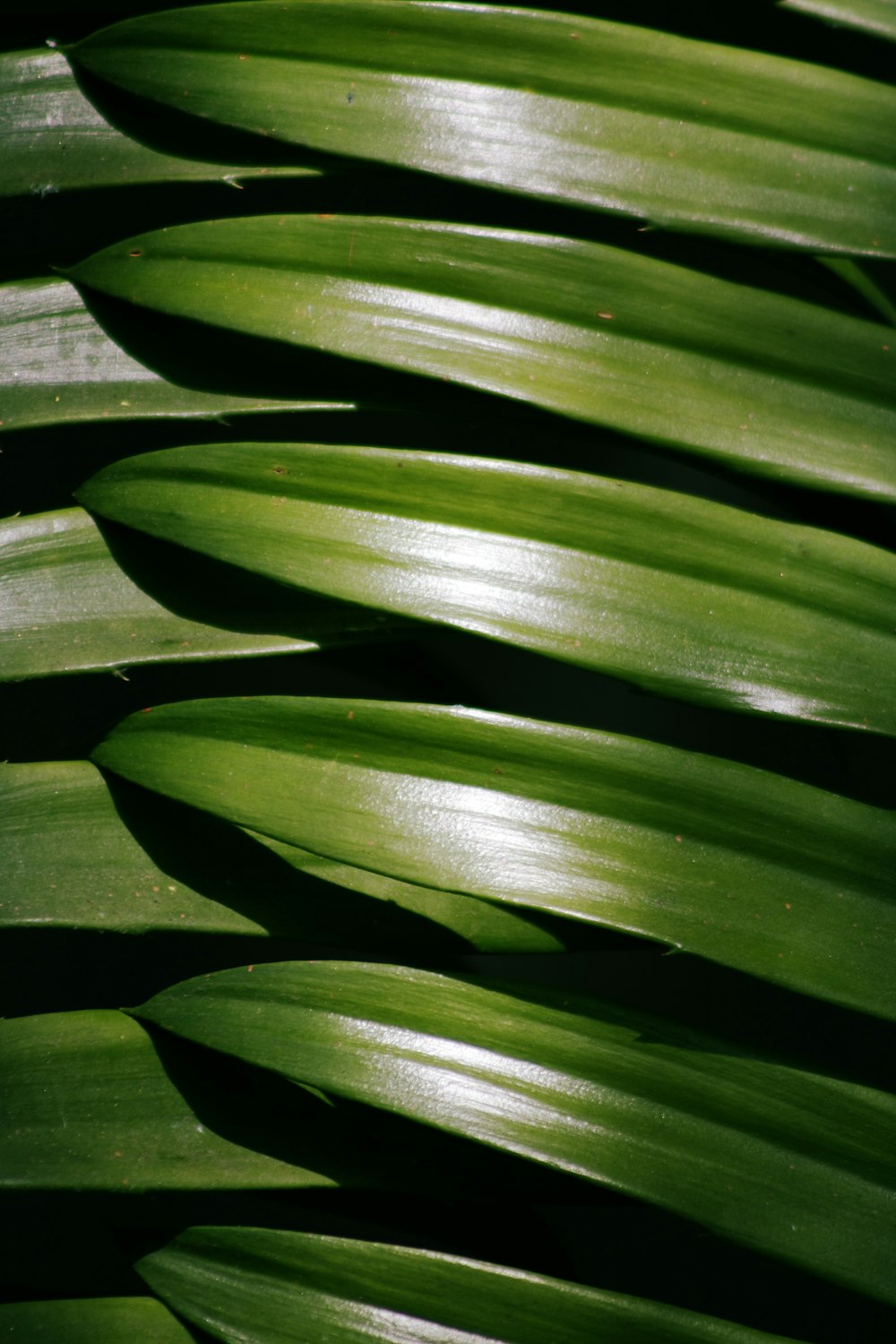 green leaf plant in close up photography